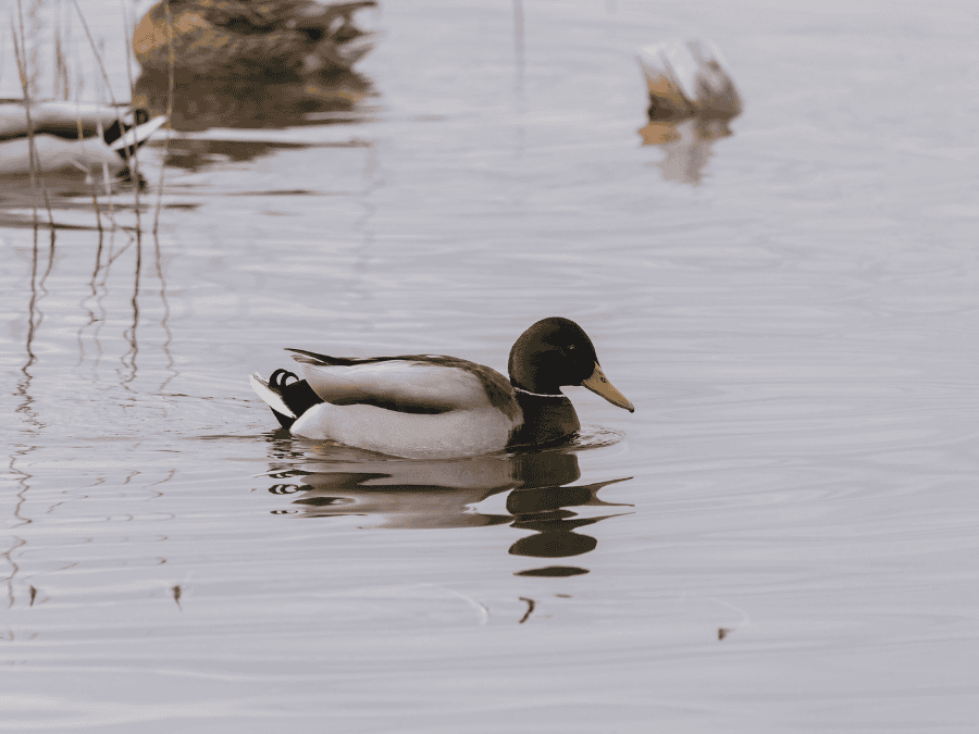 Mallard duck in a pond