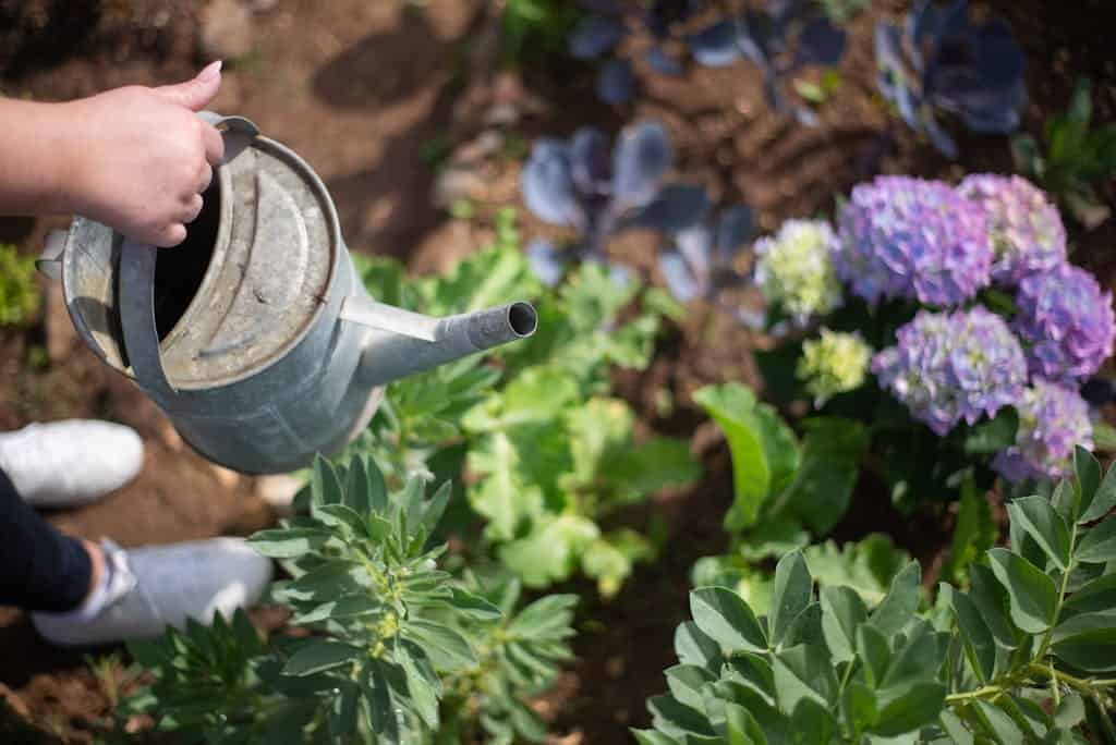 A woman waters blooming flowers and lush greenery with a metal watering can in a sunny garden.