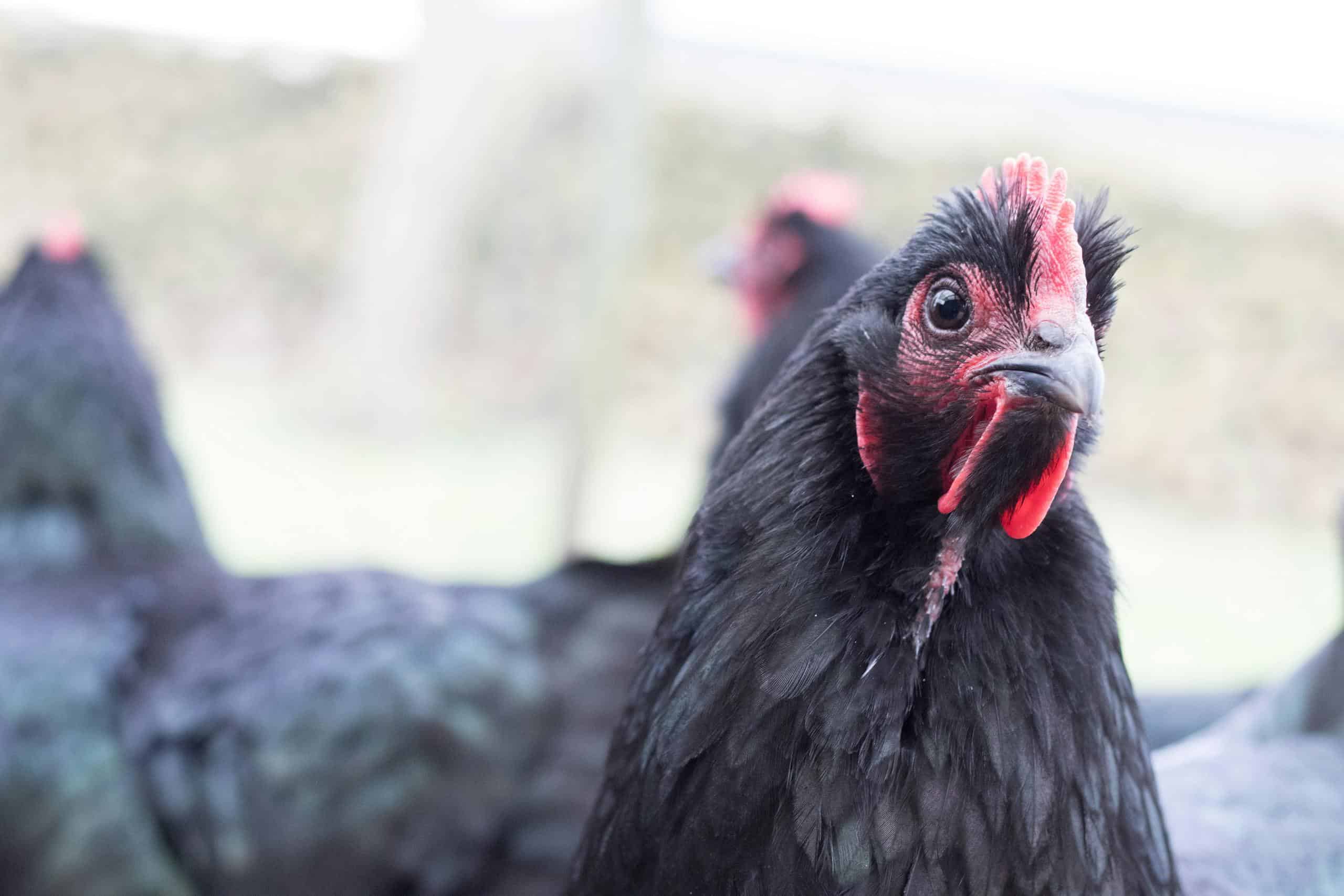 Detailed close-up of a black chicken outdoors on a rural farm.