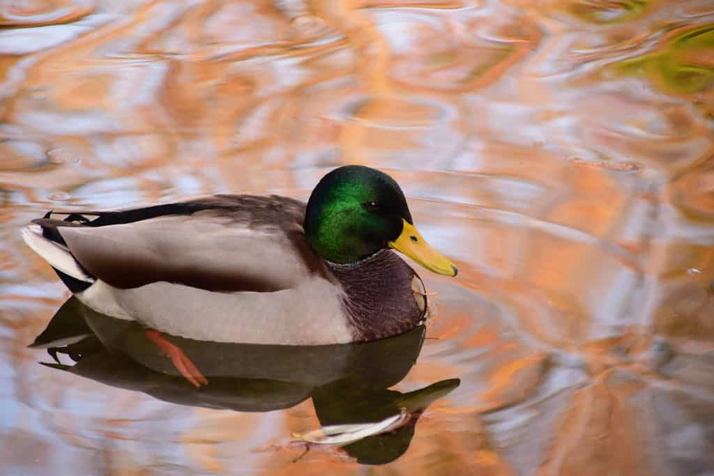 Vibrant mallard duck gliding on a reflective pond surface with fall hues.